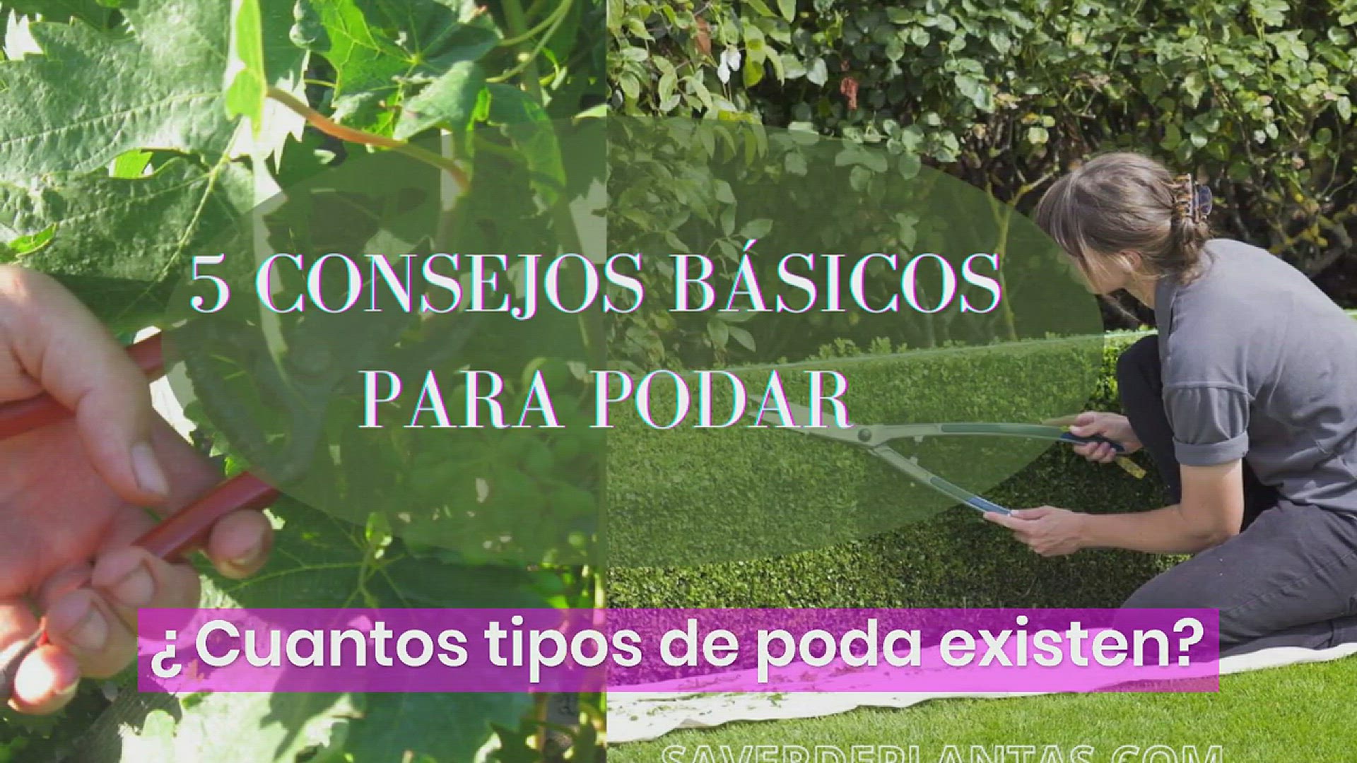 Video thumbnail for Consejos básicos para podar