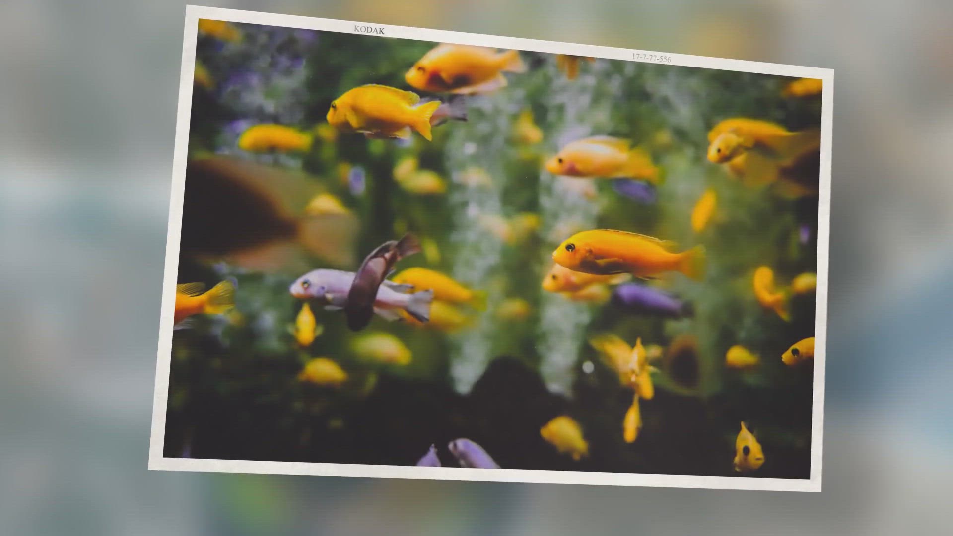 Video thumbnail for 9 Most Important Reef Tank Parameters - Test These Ideal Aquarium Levels