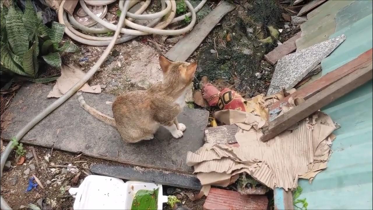 Video thumbnail for 5 Common Cat Behaviours and What they Mean?