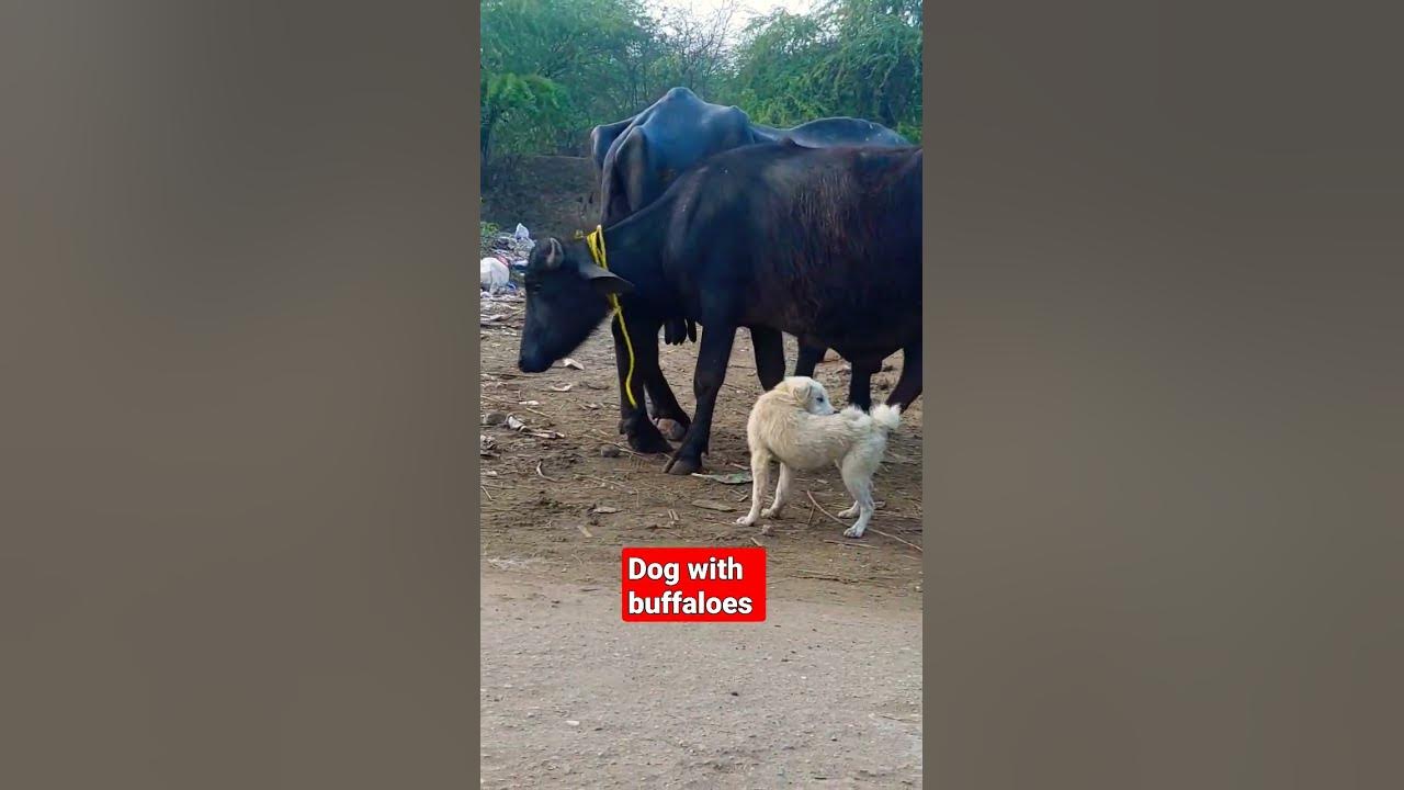 Video thumbnail for Dogs for kettles