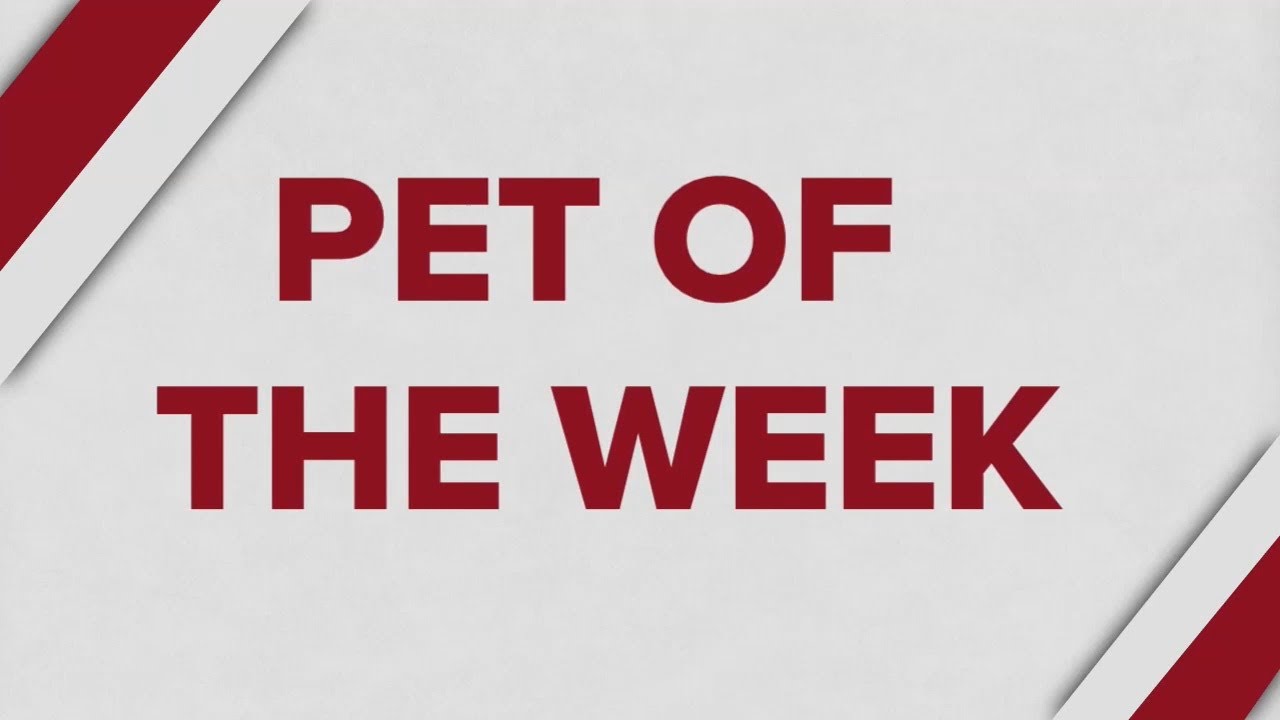 Video thumbnail for Pet of the Week 10/28/22
