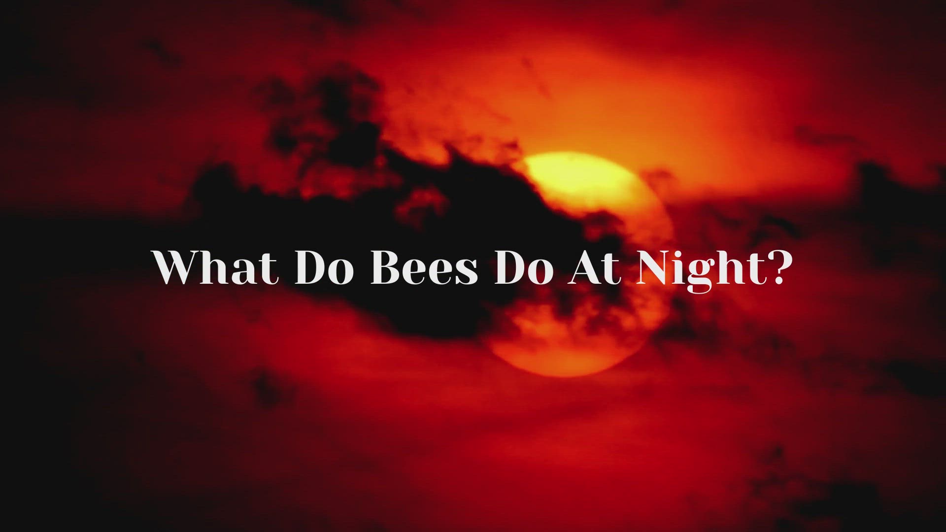 Video thumbnail for What Do Bees Do At Night?