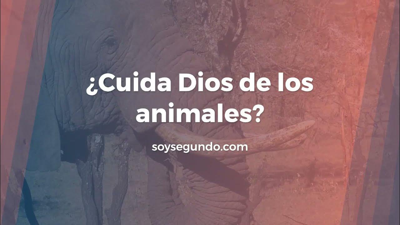 Video thumbnail for ¿Cuida Dios de los animales?