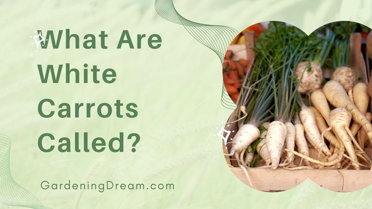 Video thumbnail for What Are White Carrots Called