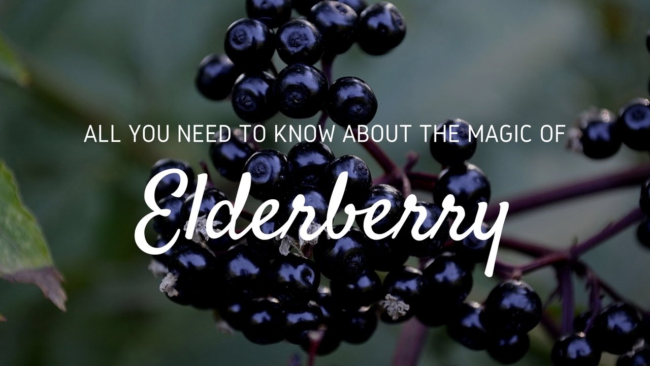 Video thumbnail for The Fruit of the Divide: Elderberry Spiritual Meaning and Magic