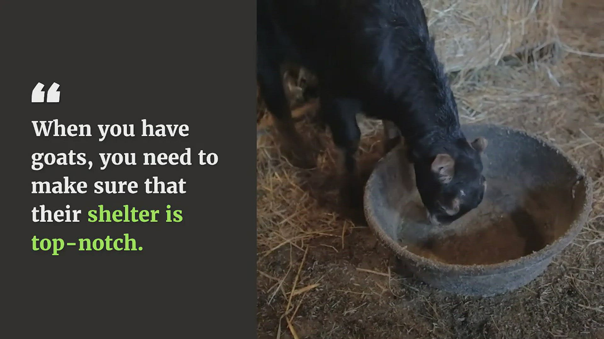 Video thumbnail for Tips for building a Goat Shelter