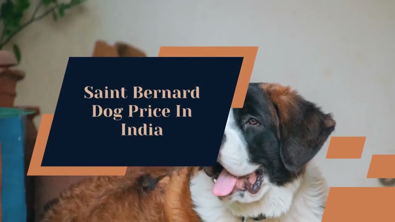 Video thumbnail for Saint Bernard Dog Price In India [How To Buy In The Cheapest Way in 2022]