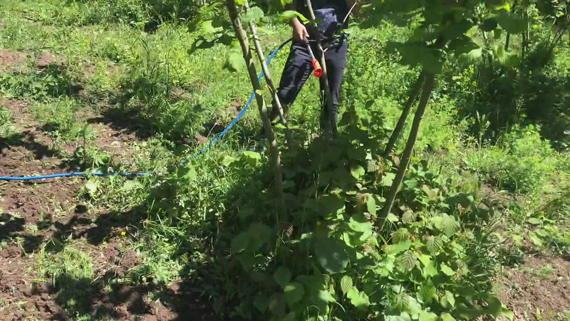 Video thumbnail for Fındık'ta Azotlu Çözelti ile Dip Sürgünü Temizliği