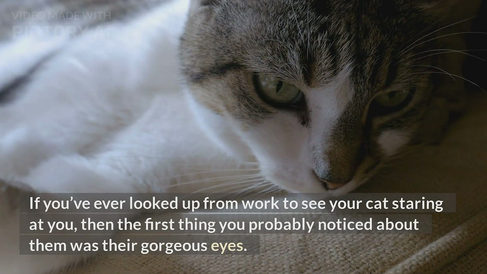 Video thumbnail for Why Do Siamese Cats Always Have Blue Eyes?