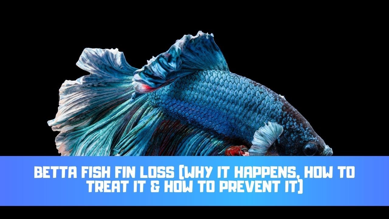 Video thumbnail for Betta Fish Fin Loss (Why It Happens, How To Treat It & How To Prevent It)