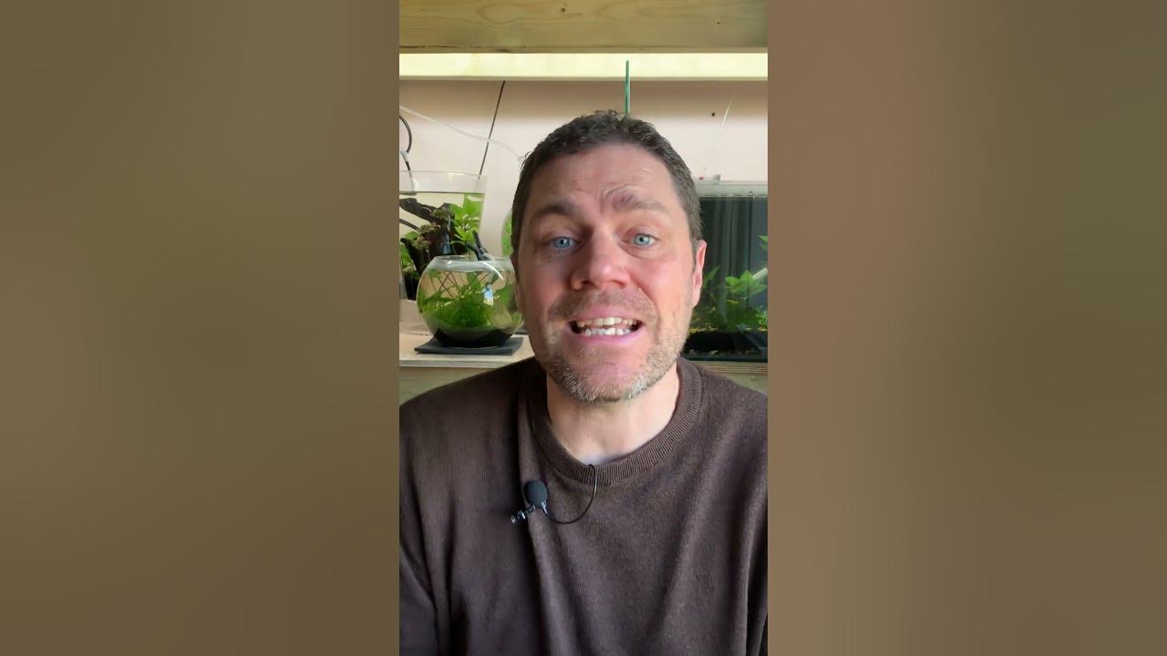 Video thumbnail for 4 Reasons You Should Grow JAVA MOSS in EVERY Aquarium You Have #redcherryshrimp #cherryshrimp