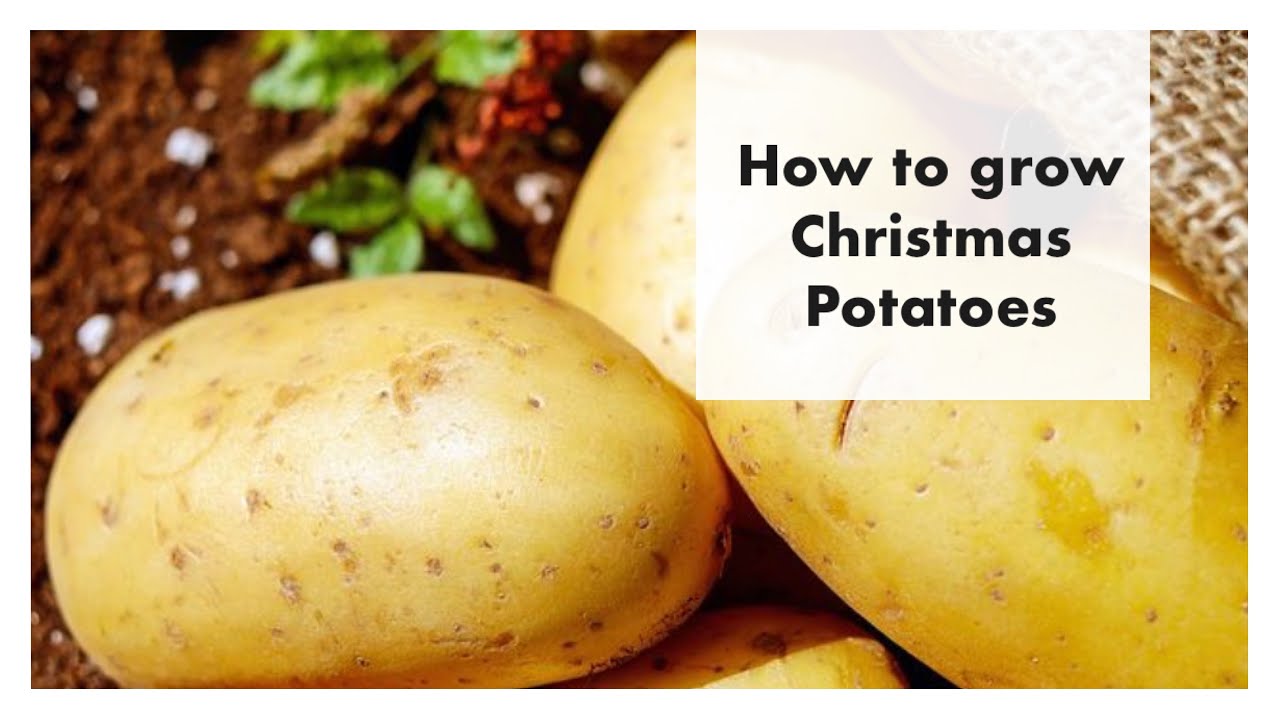 Video thumbnail for 🎥 ✅ Grow Your Own Christmas Potatoes 🎄🥔 | Festive Gardening Guide for a Magical Holiday Harvest 🌿✨
