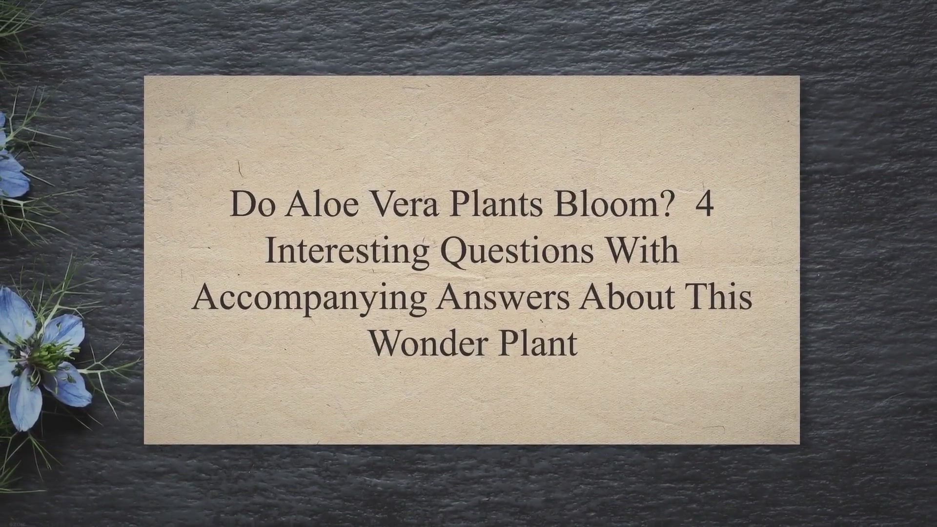 Video thumbnail for Do Aloe Vera Plants Bloom? 4 Interesting Questions With Accompanying Answers About This Wonder Plant
