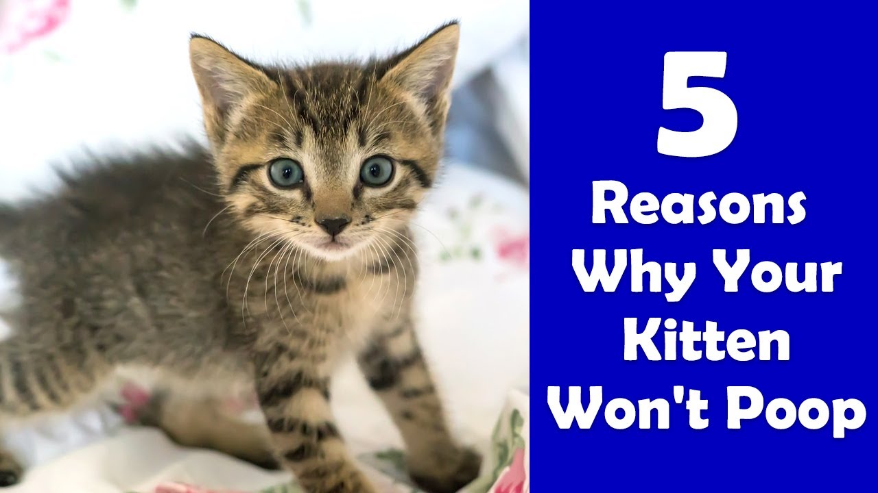 Video thumbnail for 5 Reasons Why Your Kitten Won't Poop