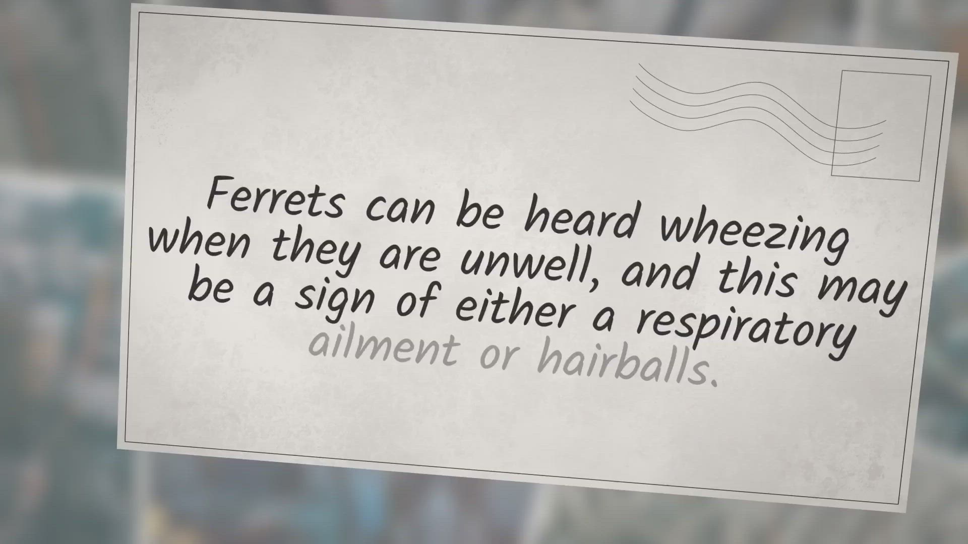 Video thumbnail for What Noises Do Ferrets Make?