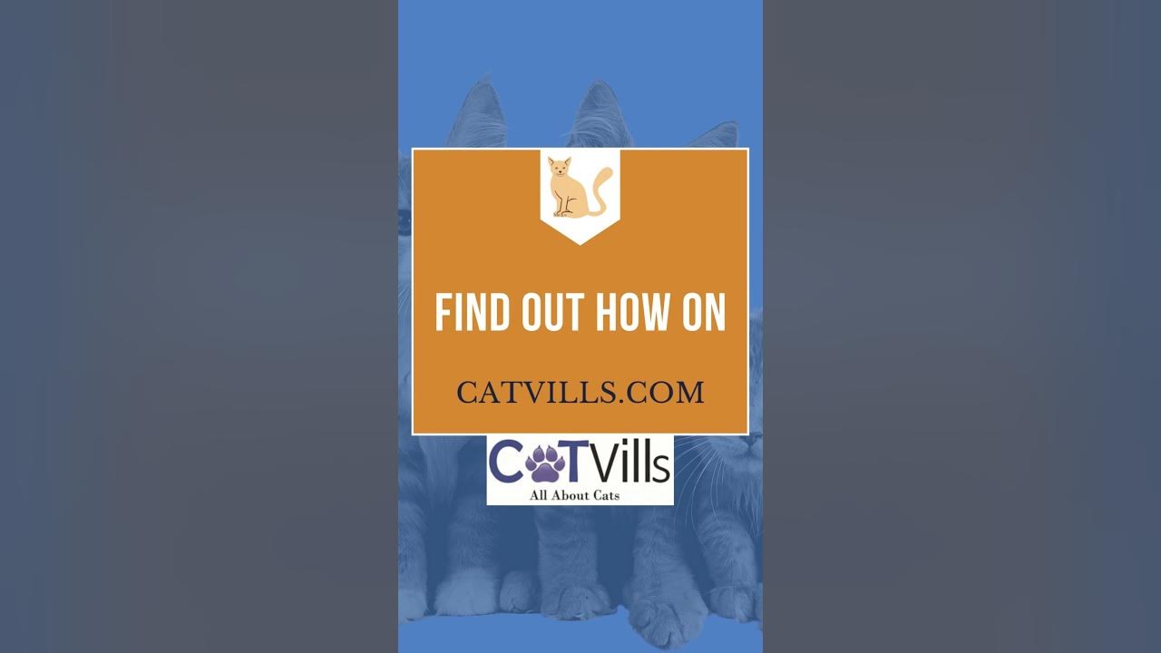 Video thumbnail for These Cats Are Definitely Enjoying Their NEW Cat Tree #shorts