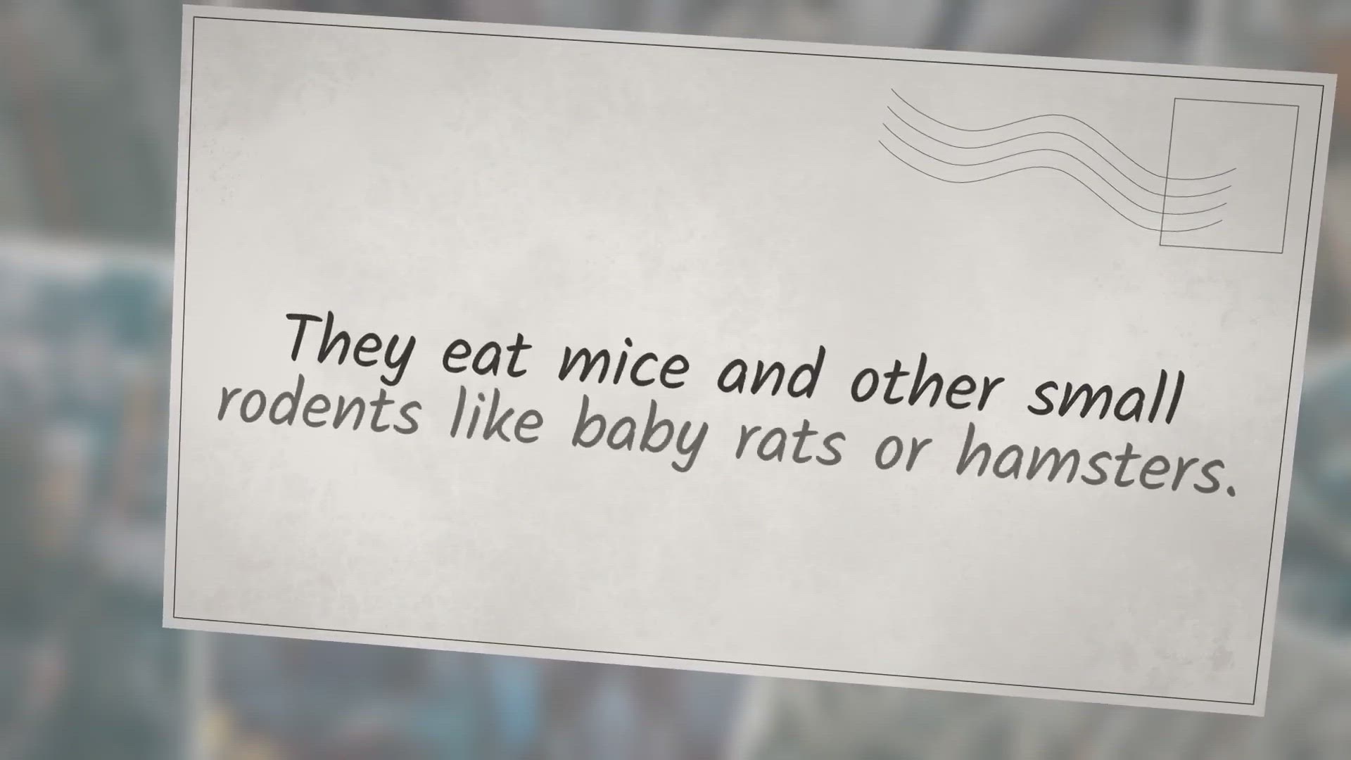 Video thumbnail for Do Ferrets Smell Funny?