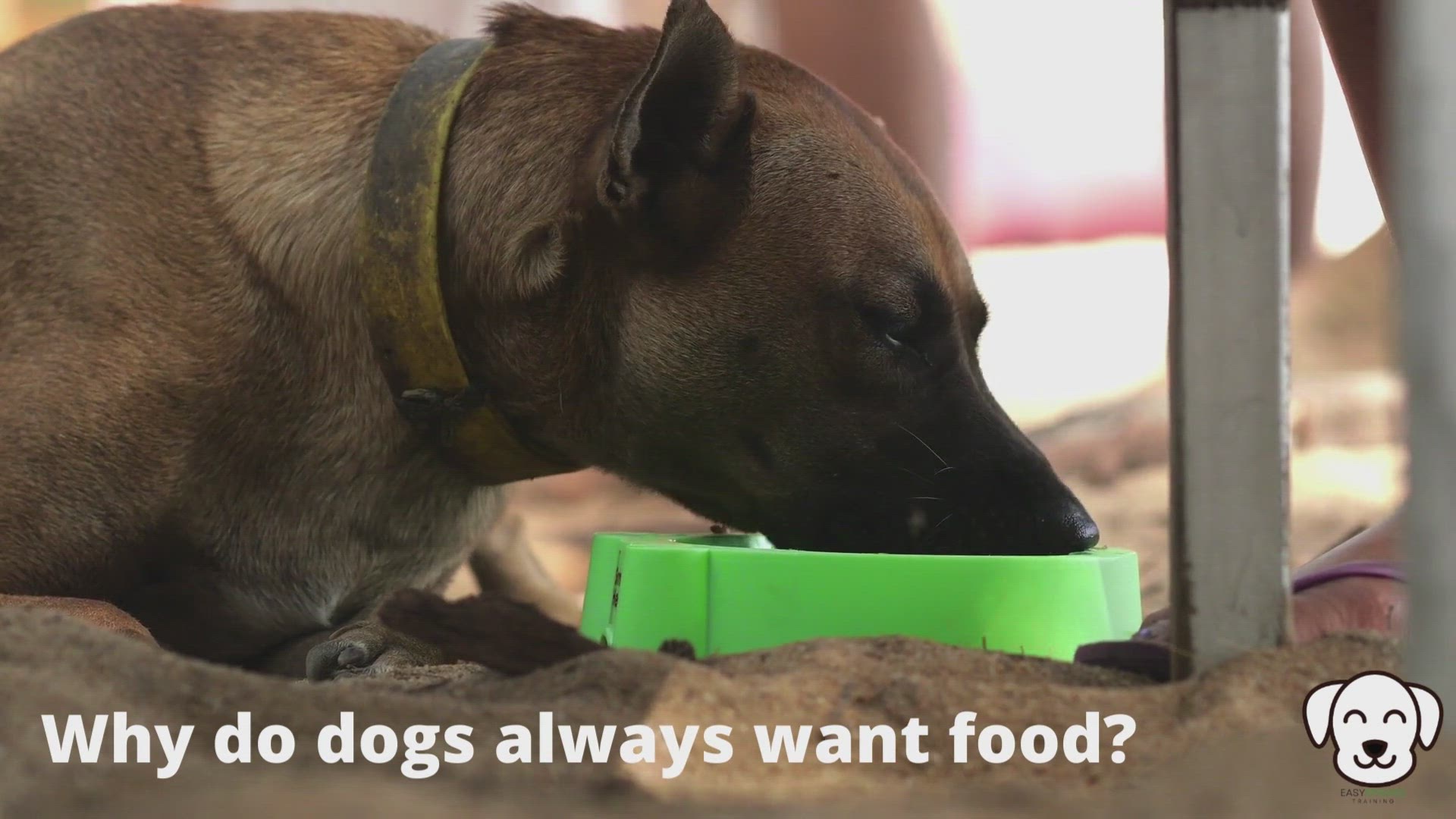 'Video thumbnail for Why do dogs always want food?'