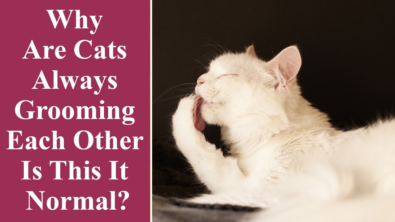 Video thumbnail for Why Are Cats Always Grooming Each Other   Is This It Normal