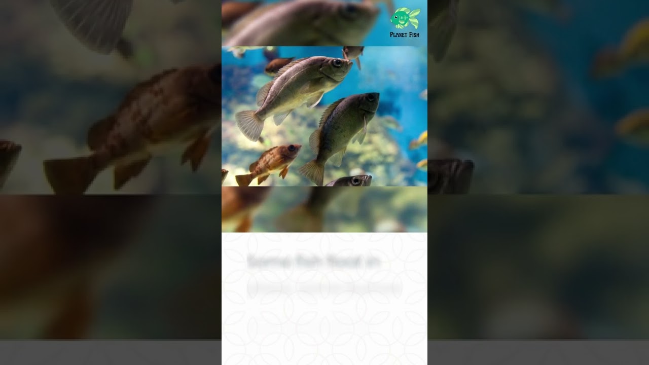 Video thumbnail for Do Fish Sleep? Interesting Truth!! #shorts