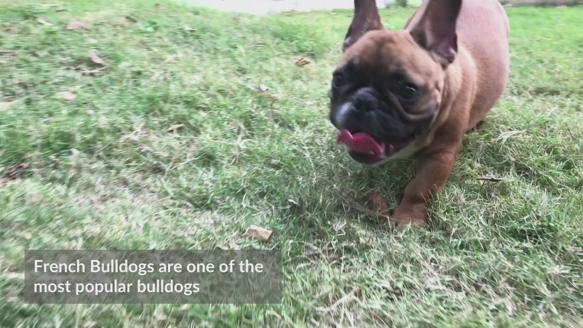 'Video thumbnail for French Bulldog'