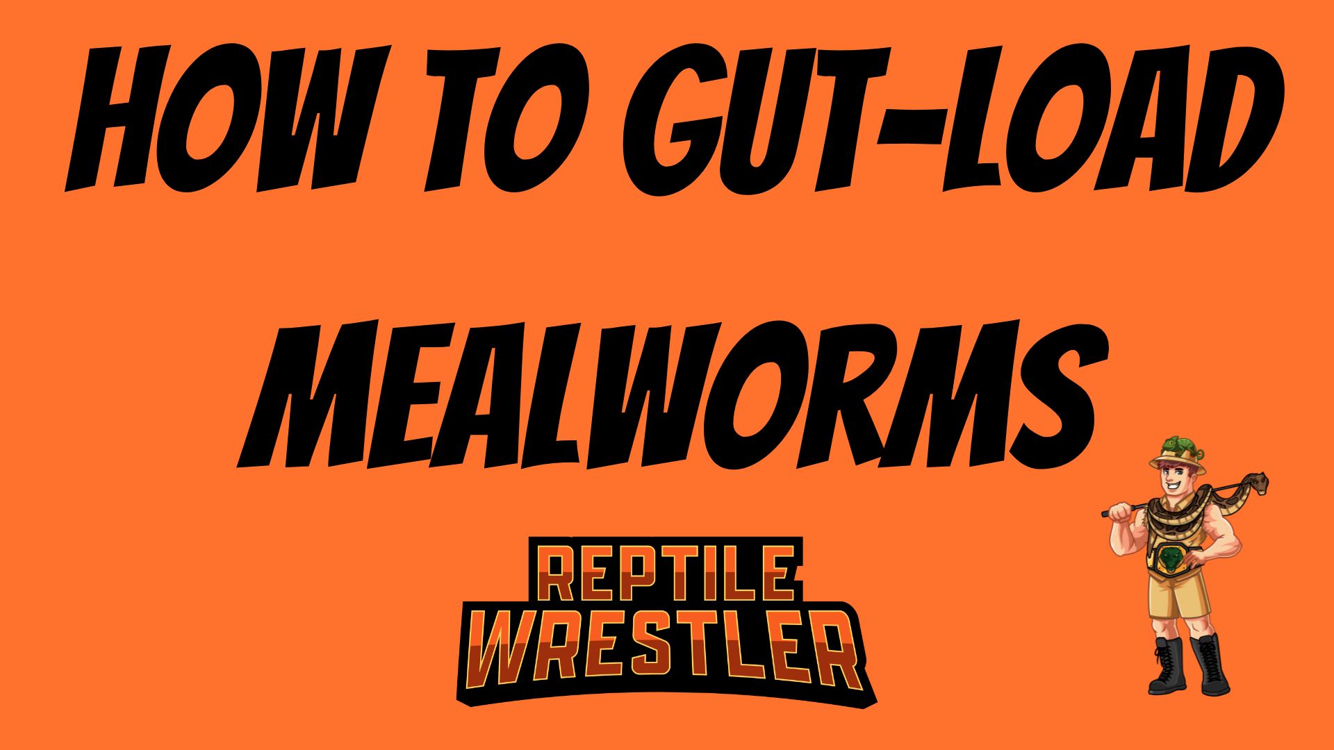 'Video thumbnail for How to Gut Load Mealworms?'