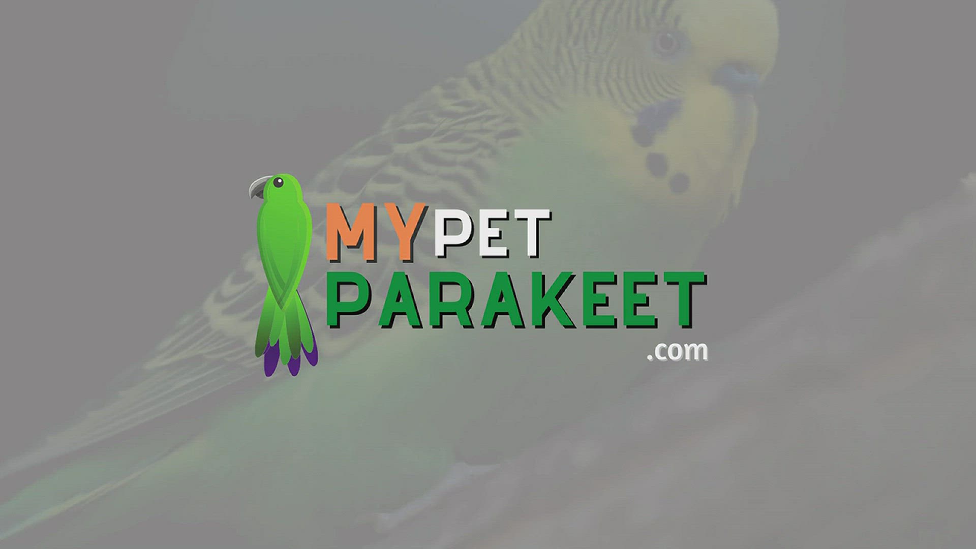Video thumbnail for How To Keep A Parakeet Warm