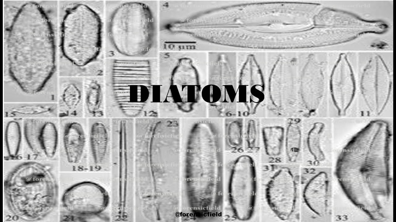 Video thumbnail for Diatoms