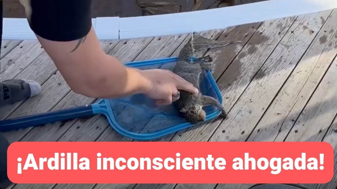 Video thumbnail for Encontró una ardilla inconsciente en el agua 🐿️🥺