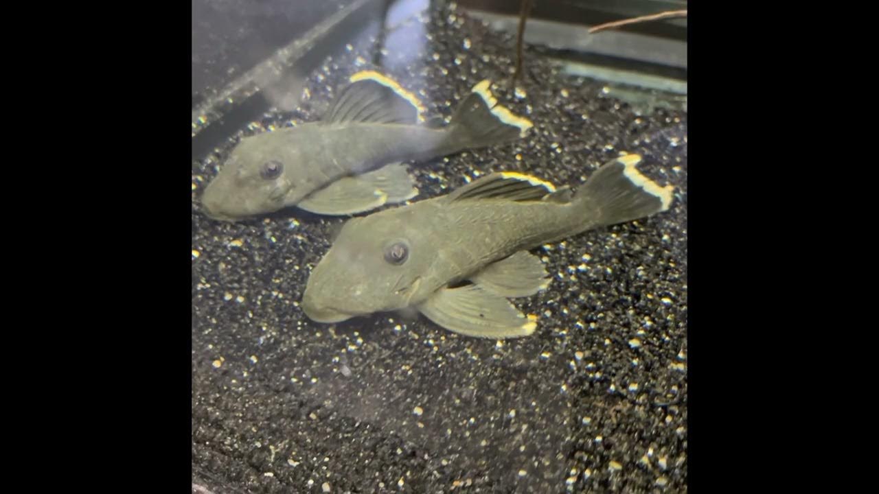 Video thumbnail for August 2022 aquarium shorts compilation