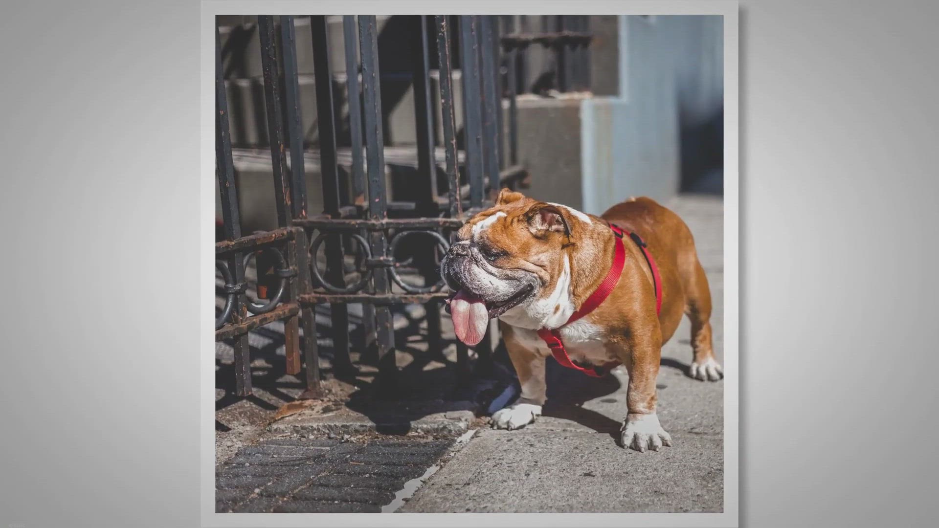 Video thumbnail for What To Do If A Bulldog Barks And Bites?