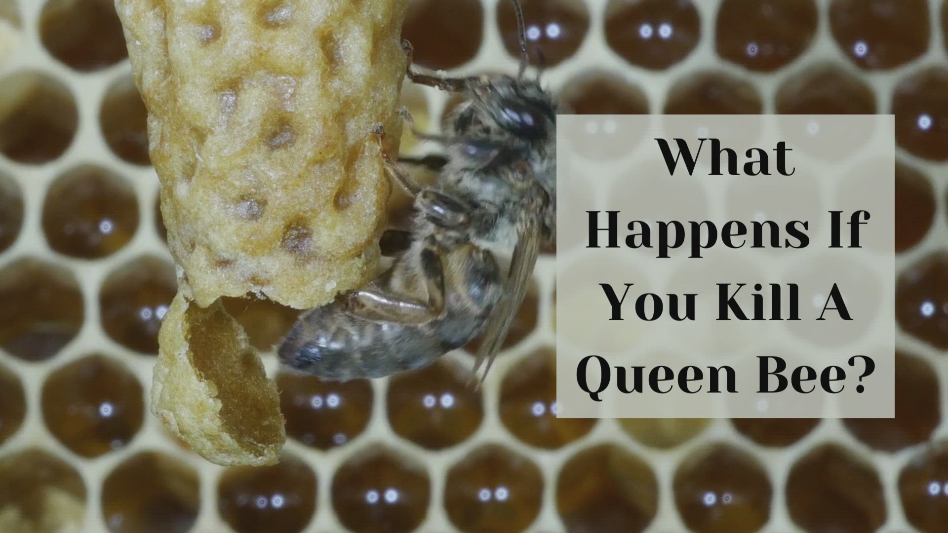 Video thumbnail for What Happens If You Kill A Queen Bee?