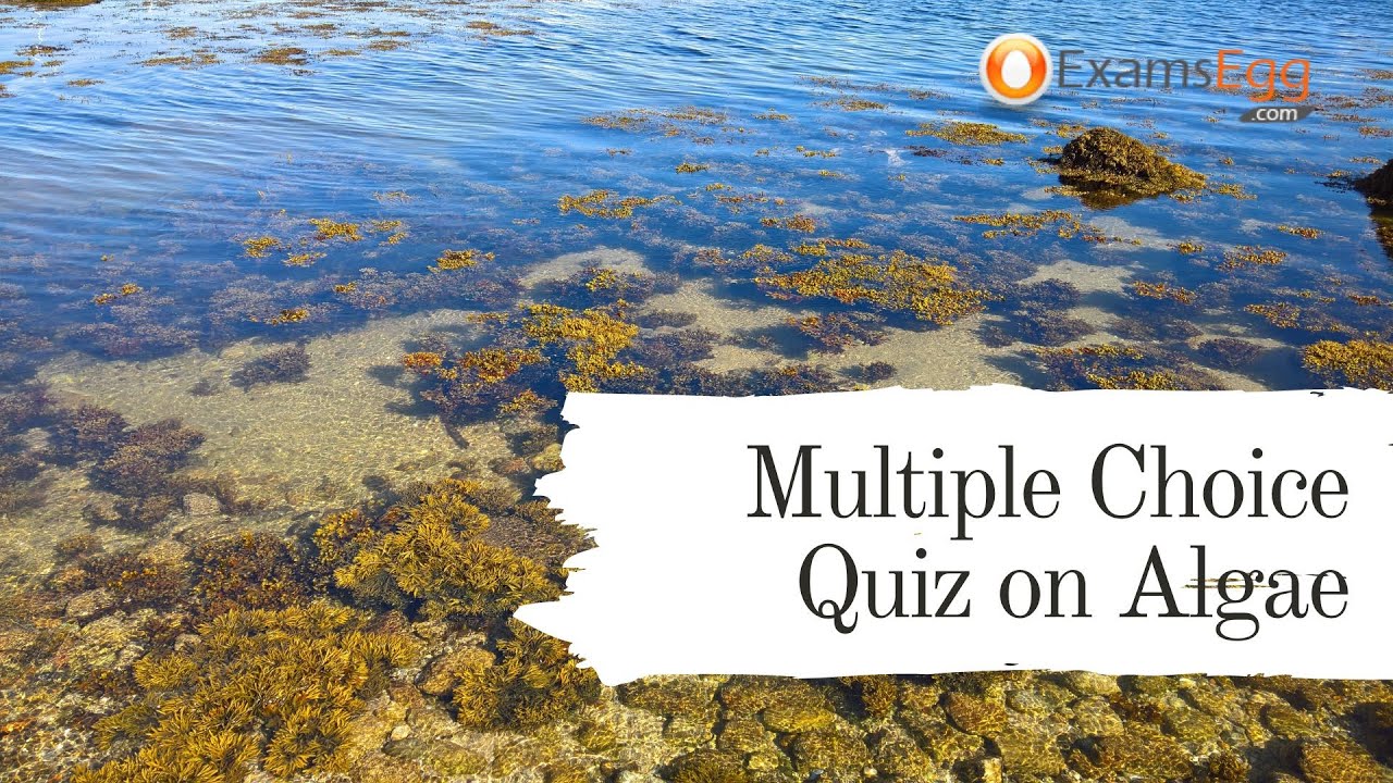 'Video thumbnail for Multiple Choice Quiz on Algae - Examsegg'
