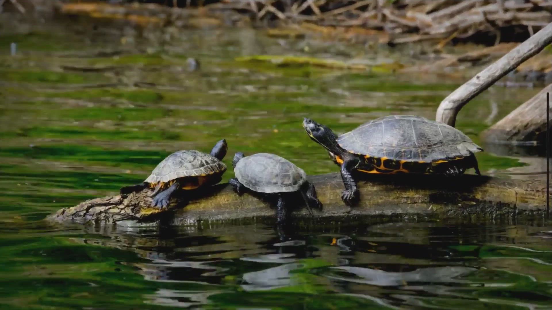 Video thumbnail for Top 350+ Best Pet Turtle Names