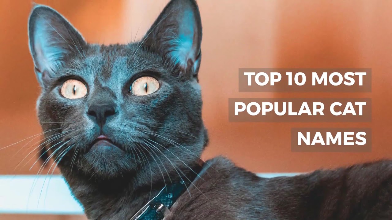 Video thumbnail for TOP 10 MOST POPULAR CAT NAMES