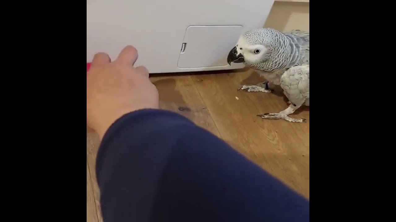 Video thumbnail for When african grey parrot angry