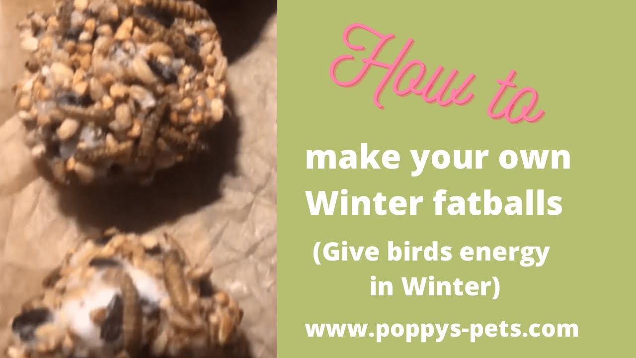 'Video thumbnail for Make Your Own Winter Luxury Fatballs: Use Store Cupboard Leftovers '