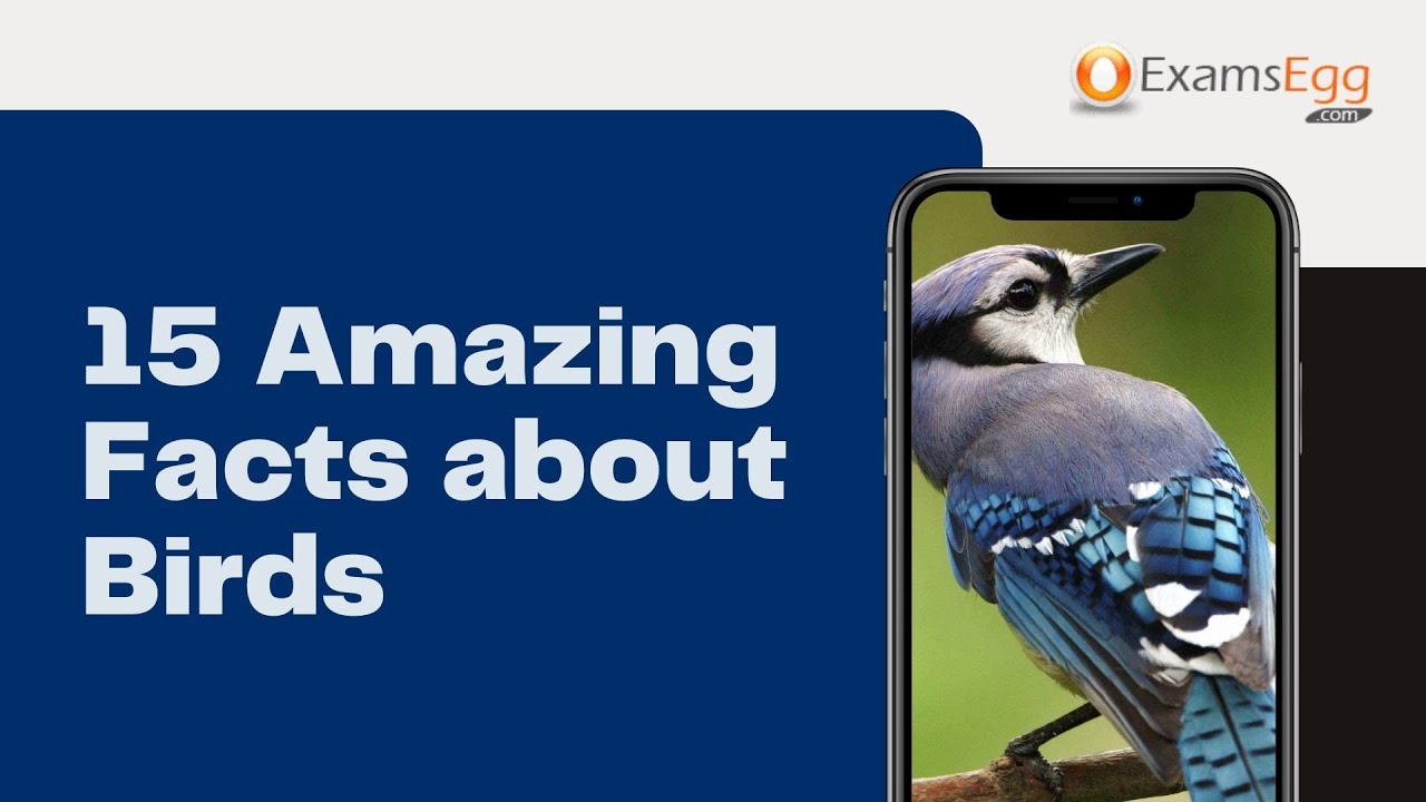 'Video thumbnail for 15 Amazing Facts about Birds | bird facts'