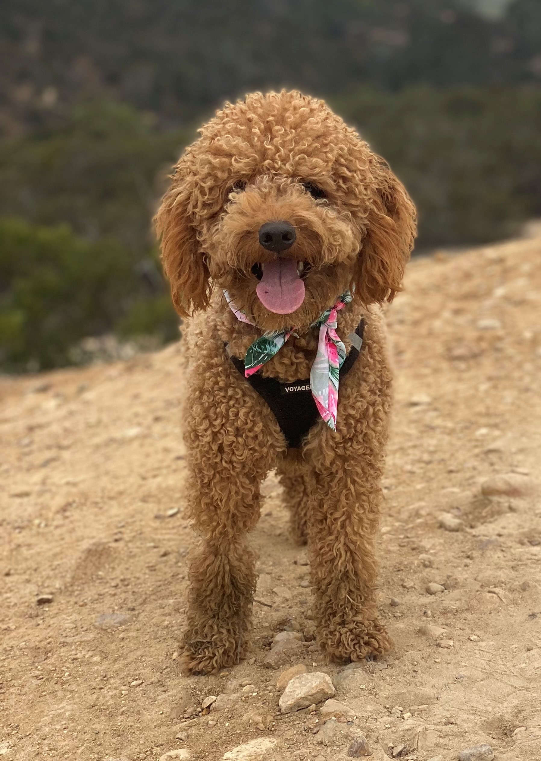 Video thumbnail for Archie meets snow for the first time!