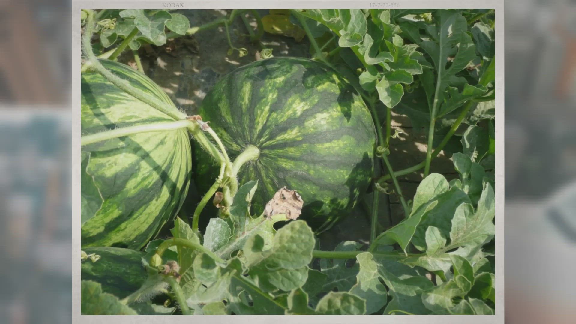 Video thumbnail for When Are Watermelons in Season?