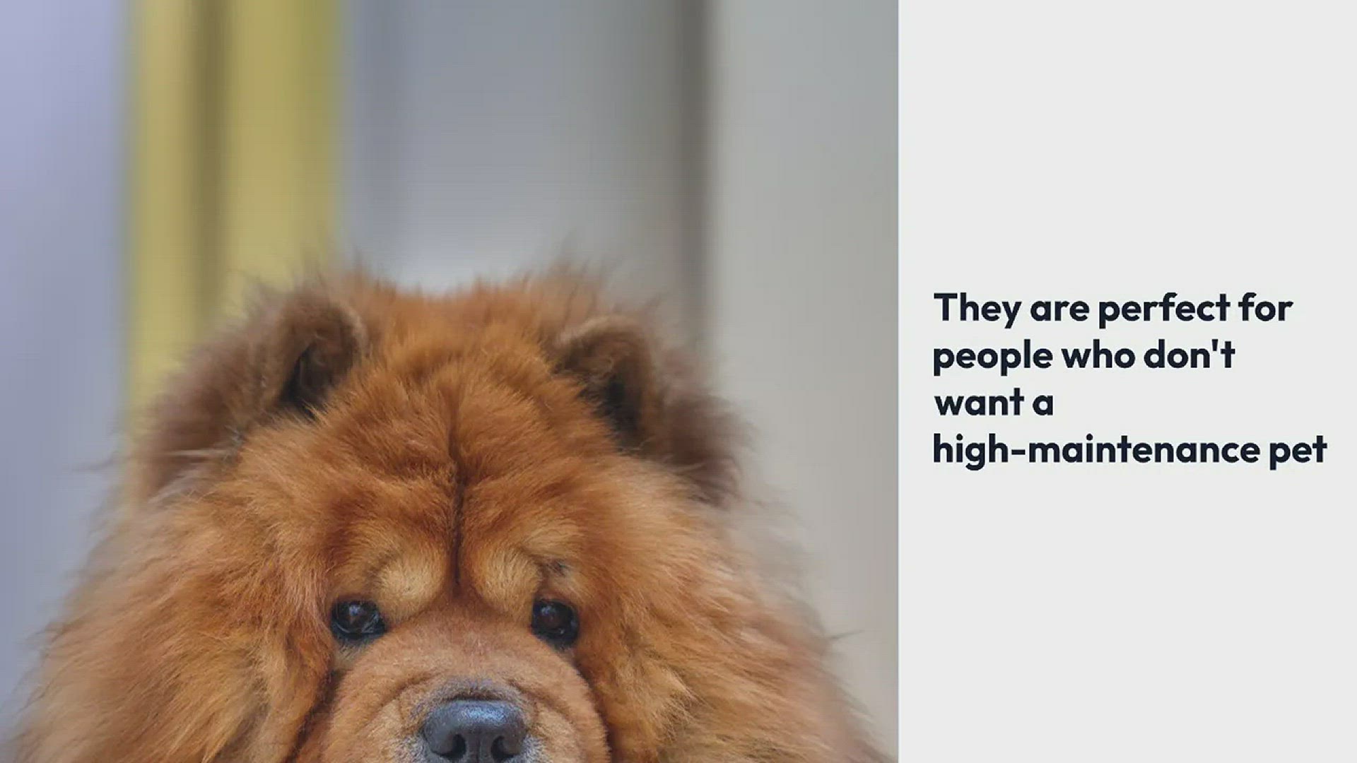 Video thumbnail for What's so Special About the Chow Chow