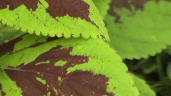 Video thumbnail for Schmetterlingsfarm Trassenheide