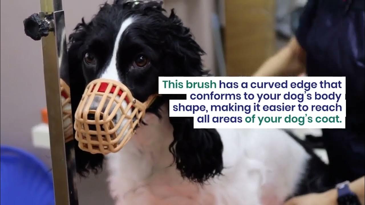 Video thumbnail for Top 10 Best Dog Deshedding Brushes for Effective Grooming Say Goodbye to Shedding Fur