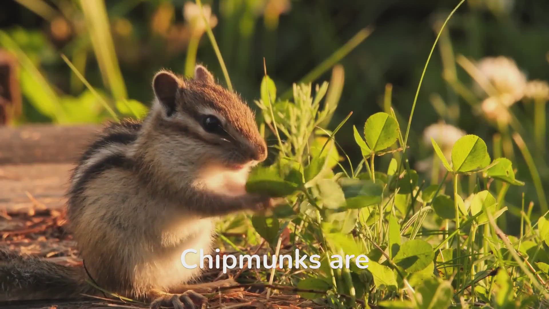 'Video thumbnail for Cute and Curious: A Look at Chipmunk Behavior'