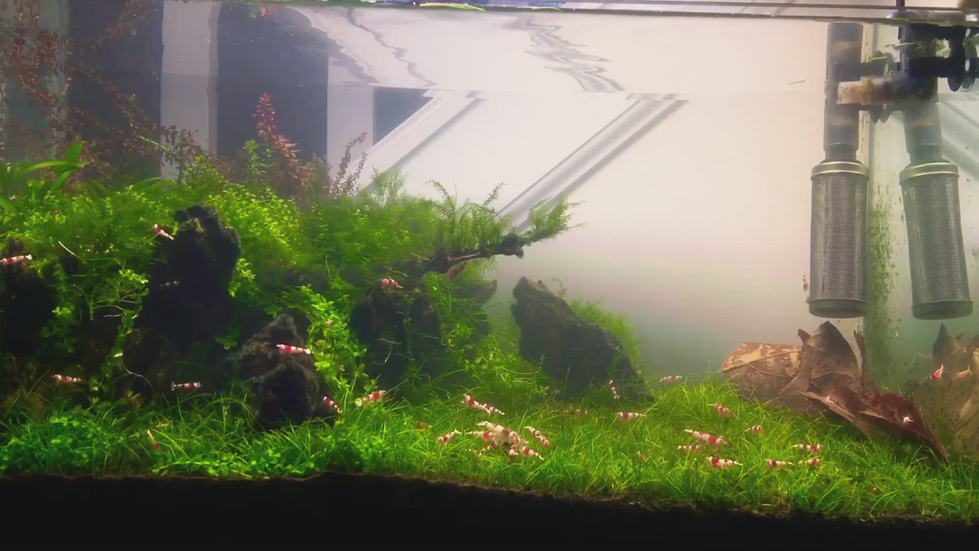 'Video thumbnail for Planted Tank with Crystal Red Shrimp'