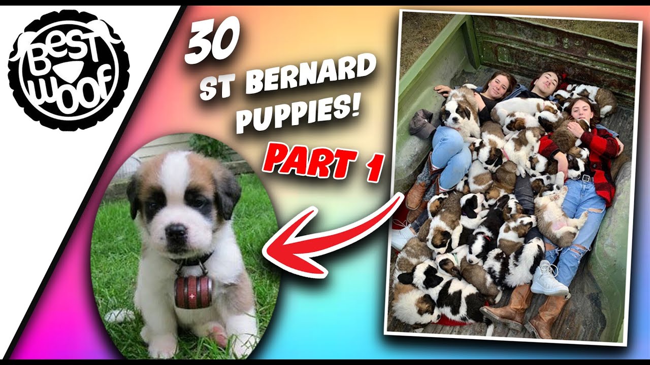 'Video thumbnail for 30 Adorable St Bernard Puppies (Part 1) | Cute Puppies Doing Funny Things | BestWoof'