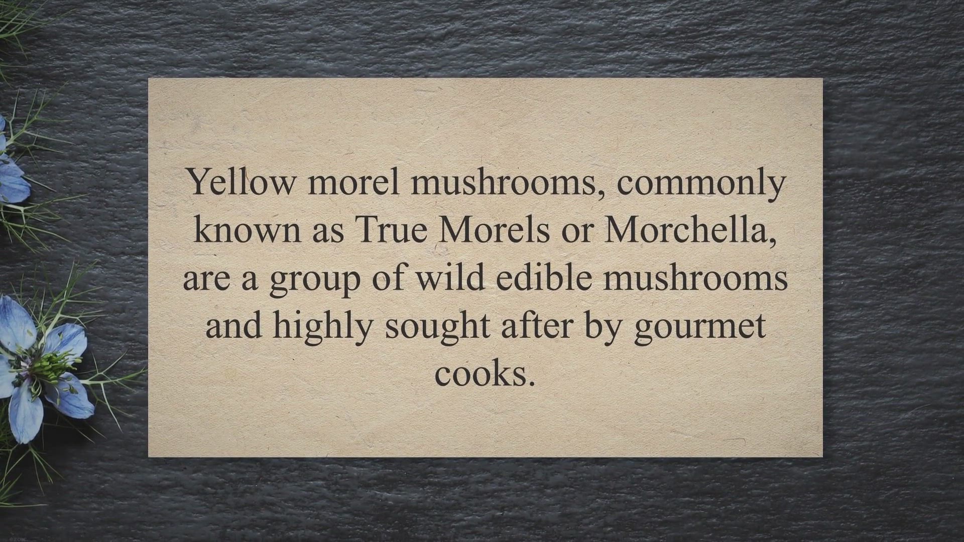 Video thumbnail for Yellow Morel Mushrooms ( Expensive And Delicious Mushroom )