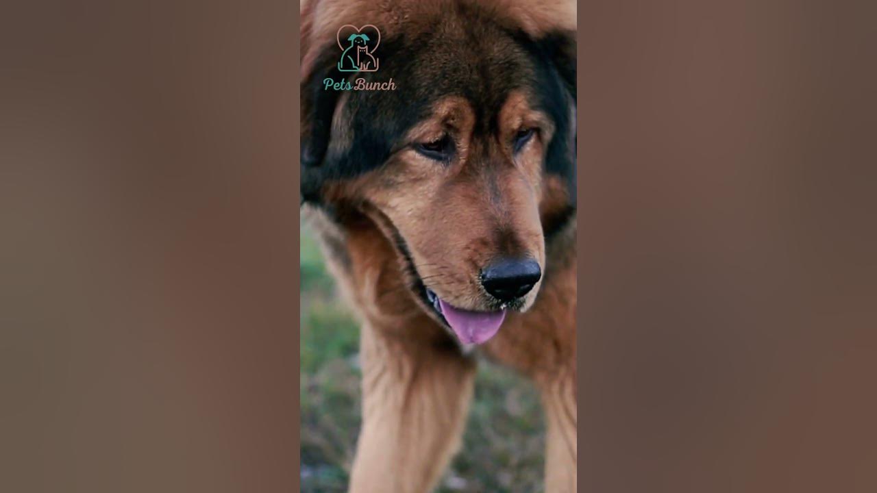 Video thumbnail for 5 Most Expensive Dog Breeds #shorts #dog #doglover #pets #petlover