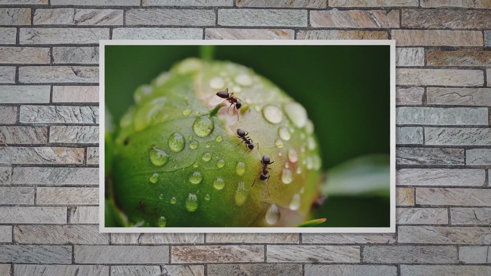 'Video thumbnail for Why Are Ants Attracted to Dog Urine?'