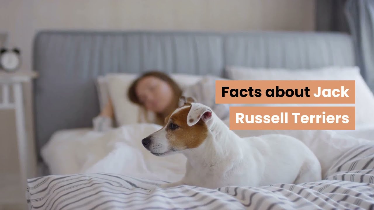 Video thumbnail for Facts About Jack Russell Terriers